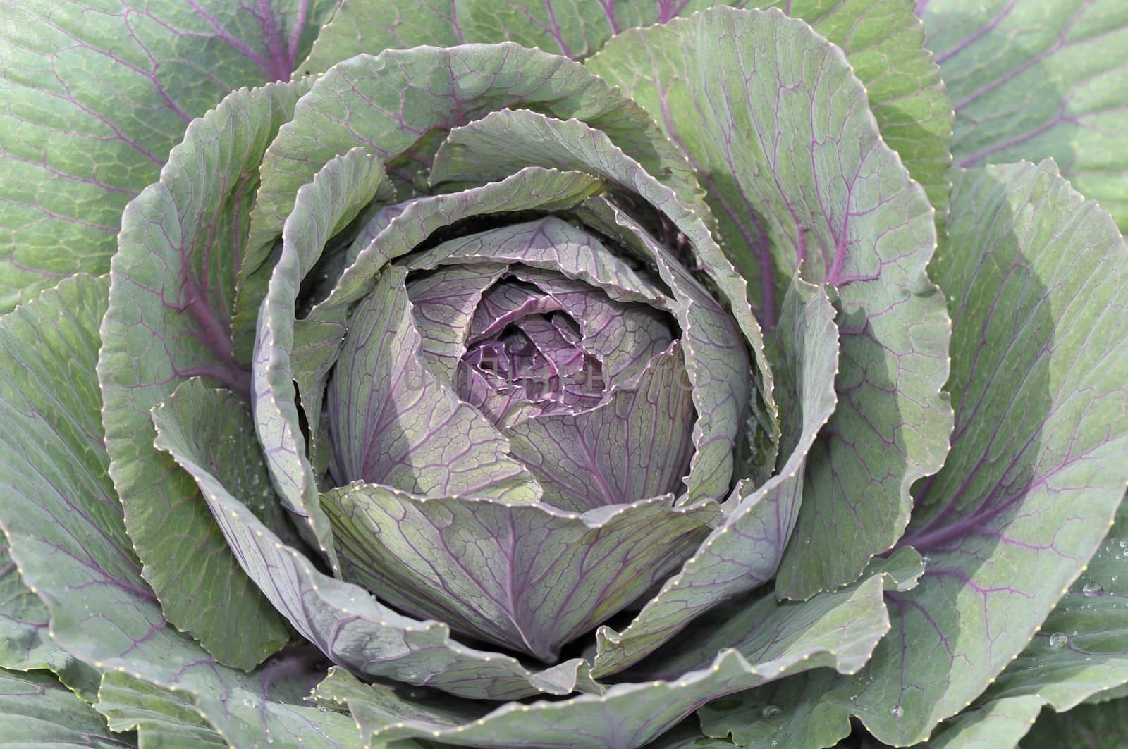  Cabbage fresh  a sunny morning in closeup 