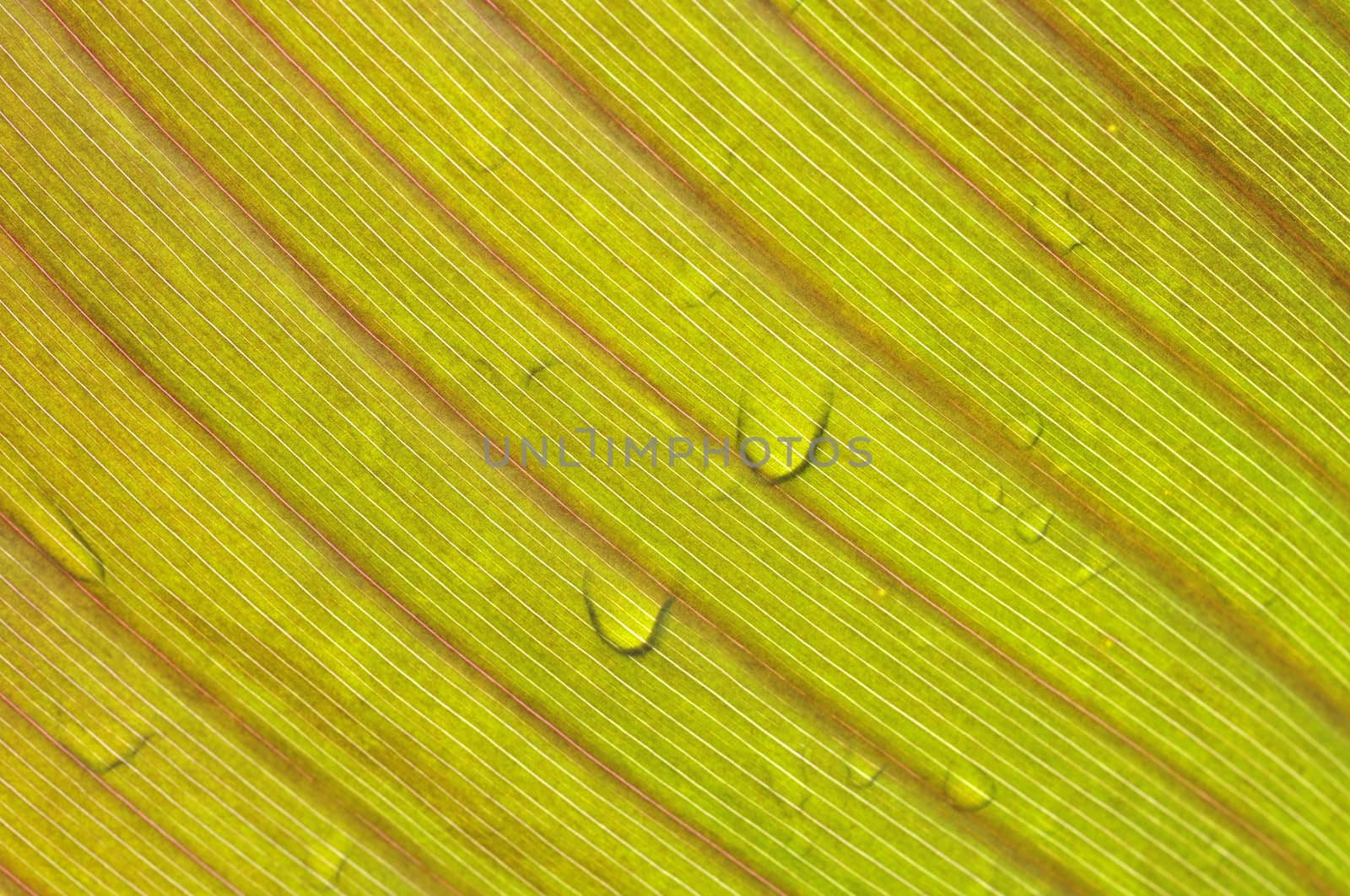 Leaf in the rain with paralel line close up 