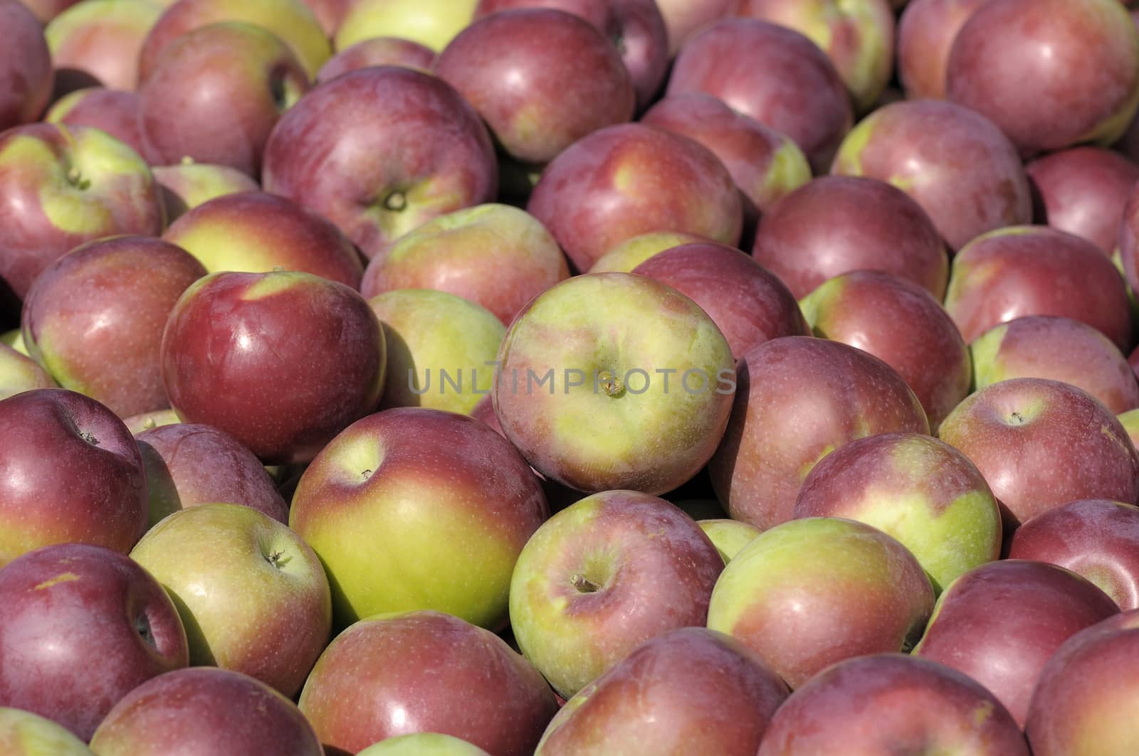 lot of apples macintosh fraichement picked background