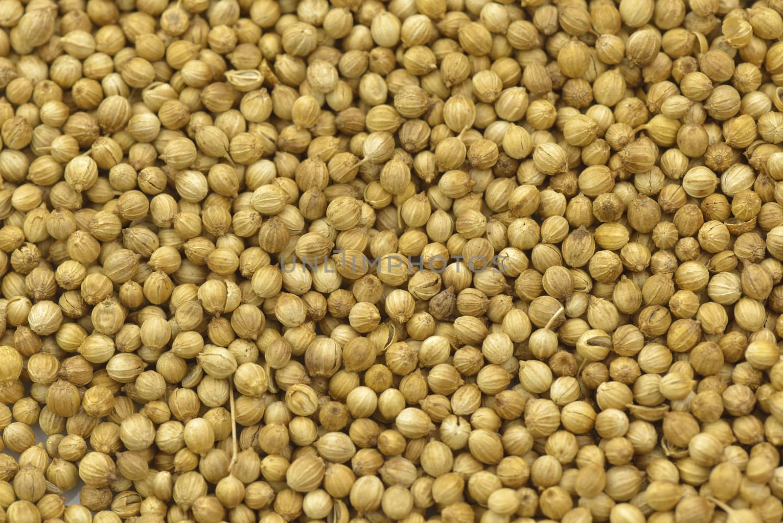 coriander seeds isolated closeup dry spice background