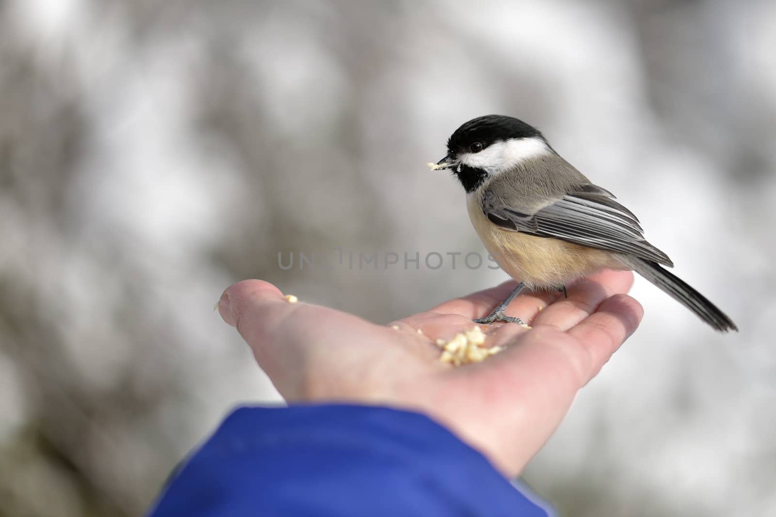 The Black-capped Chickadee in Winter