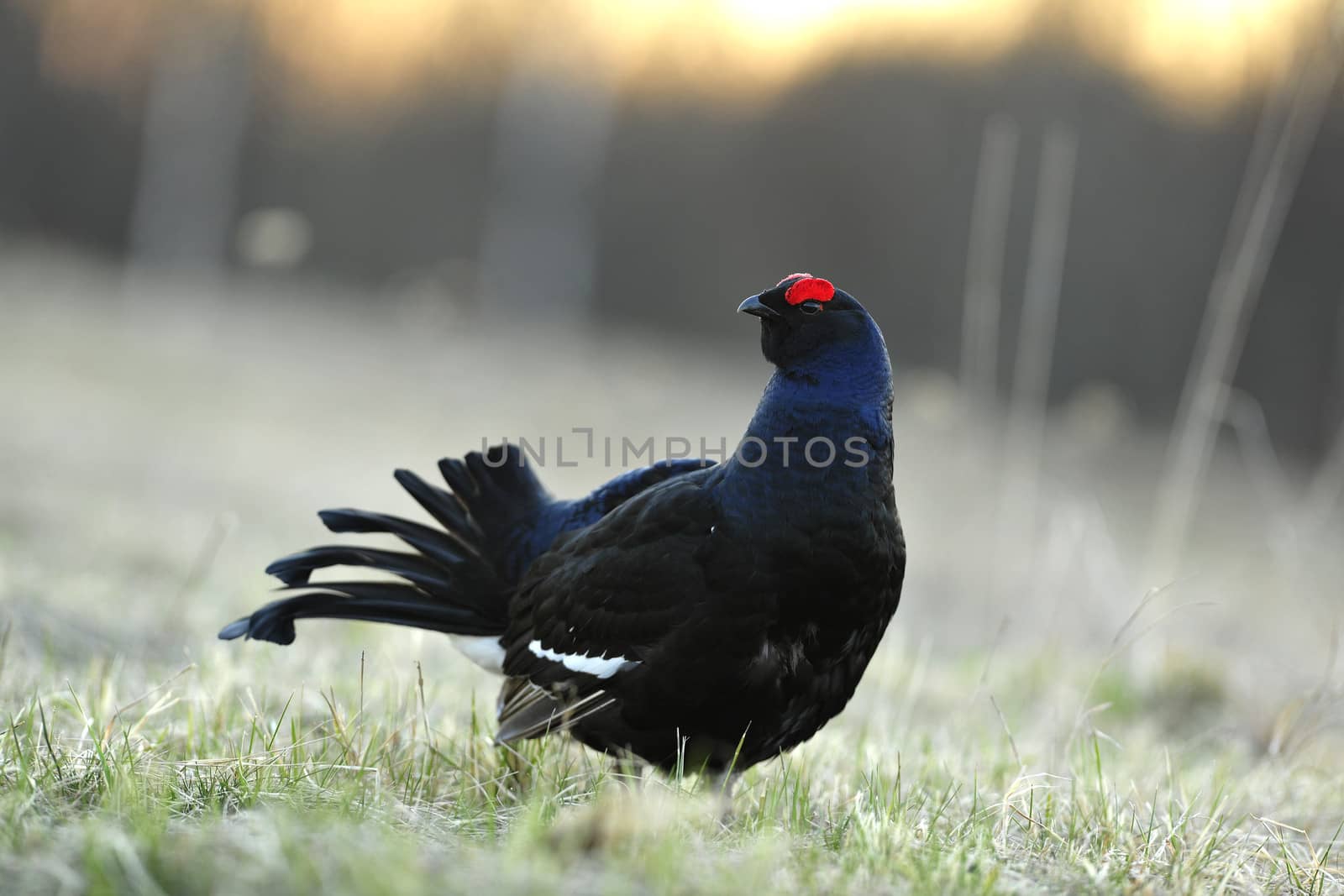 Lekking  black grouse by SURZ