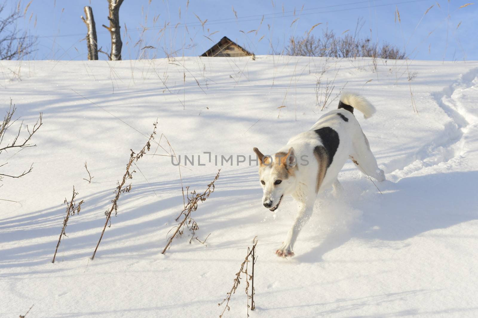 Husky quickly runs on snow.
