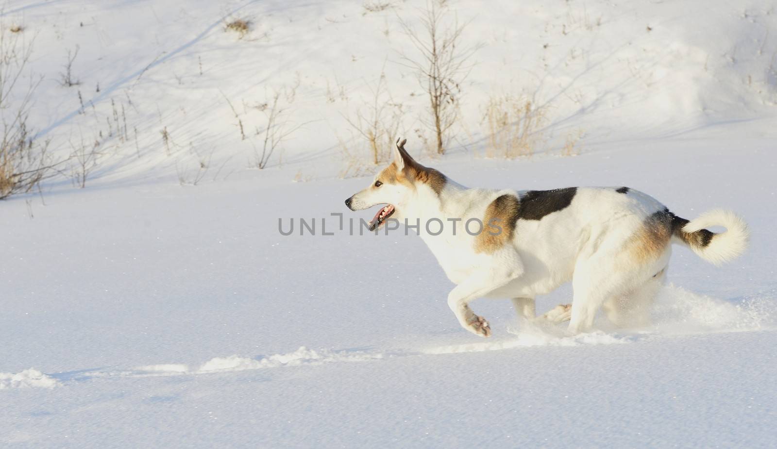 Husky quickly runs on snow.