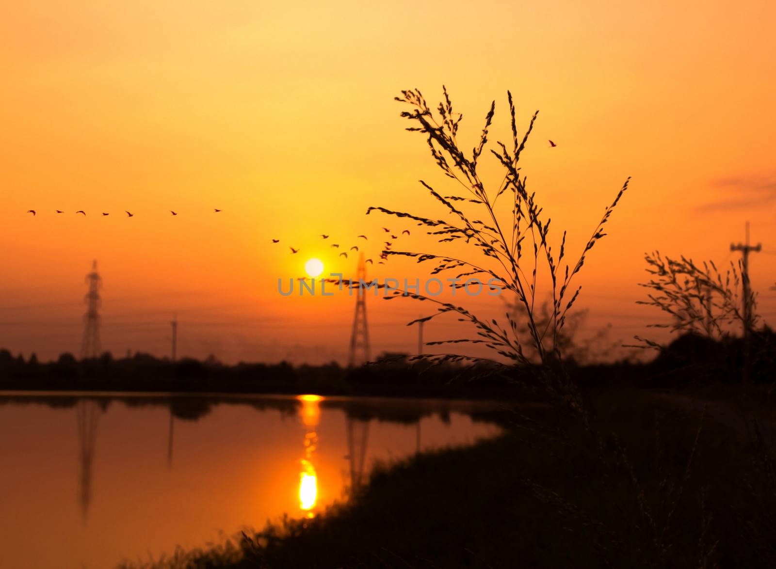 Sunset at the river with Flock of birds flying to the nest
