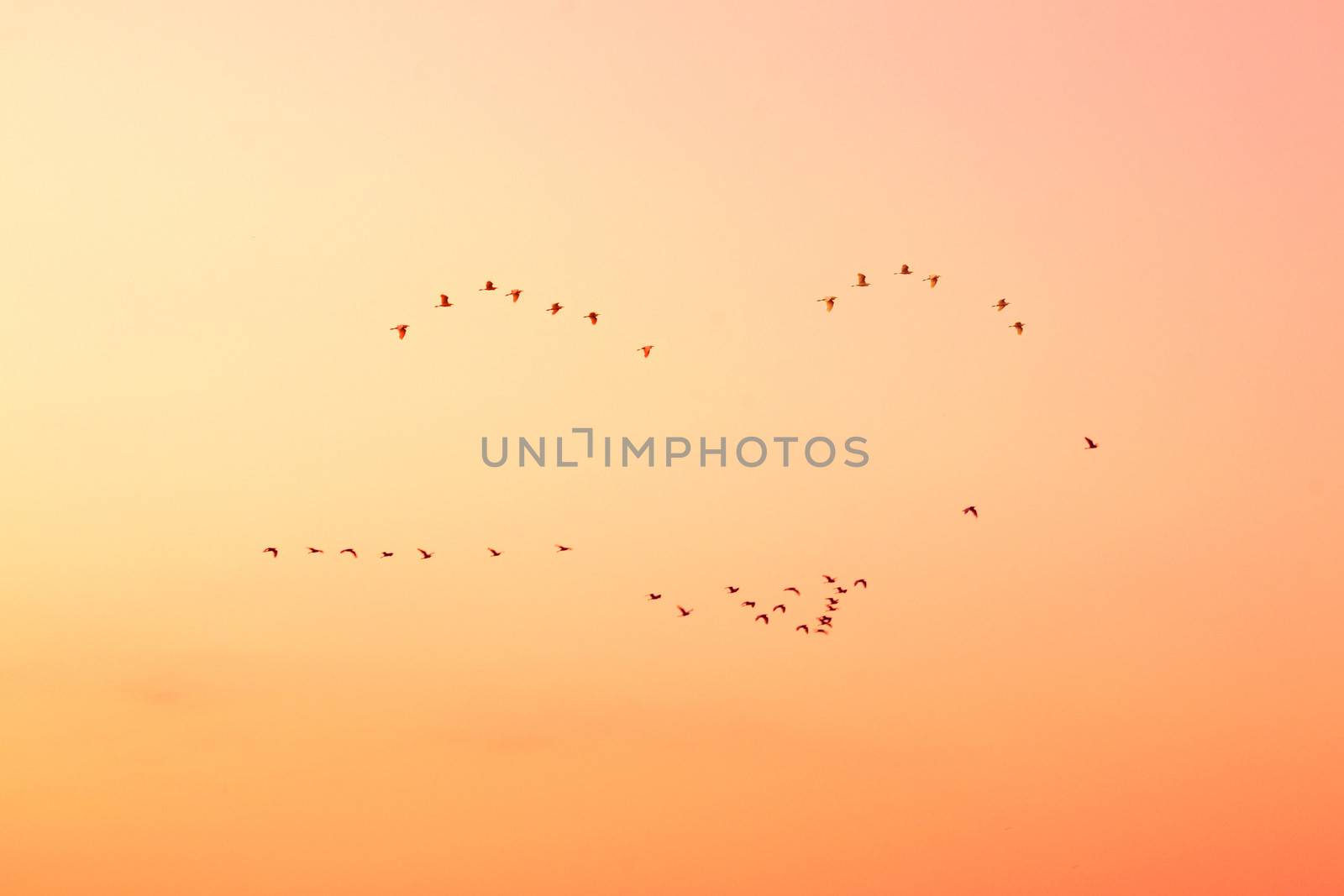 Birds in the sky on sunset. by apichart