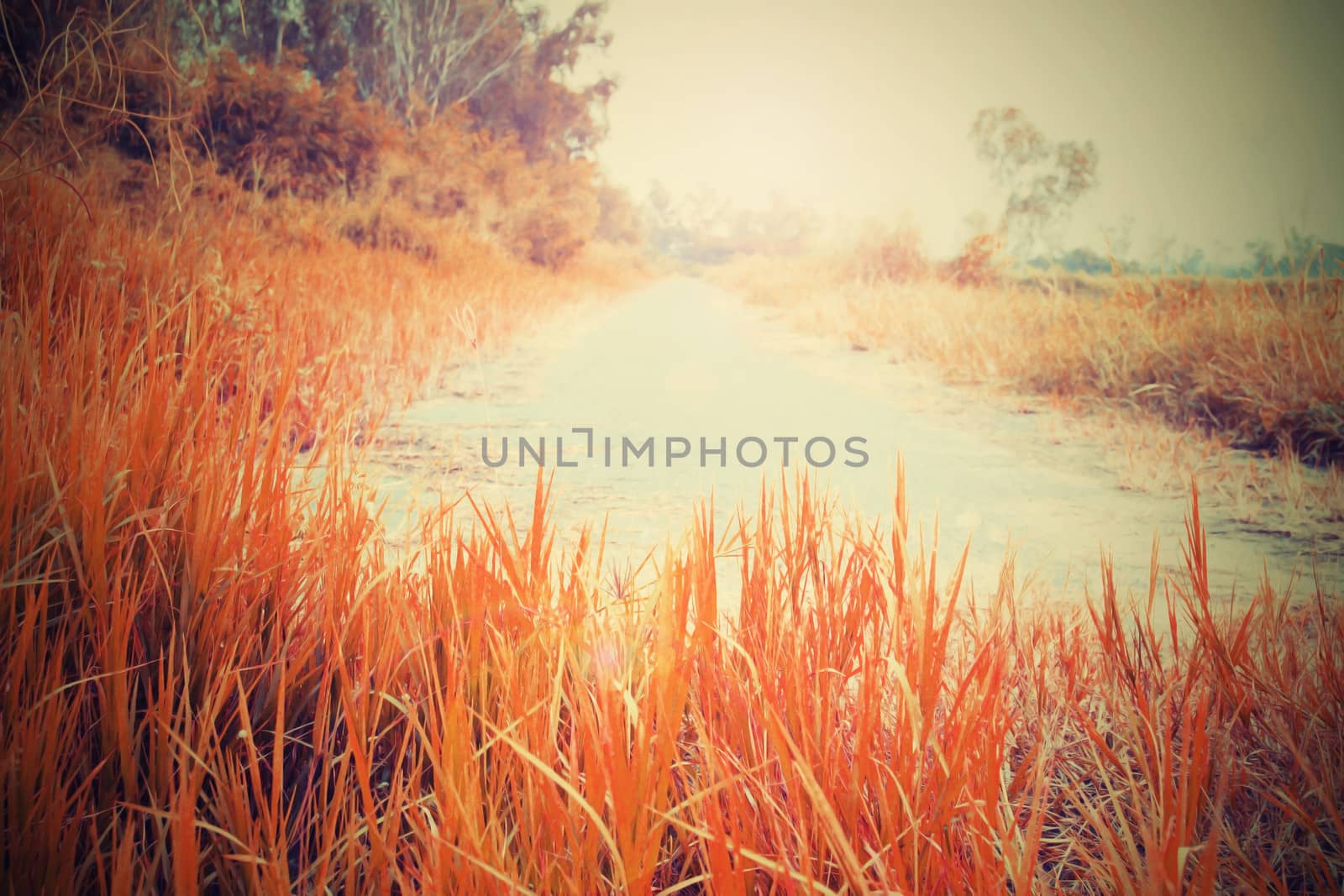 orange meadow Streets by apichart