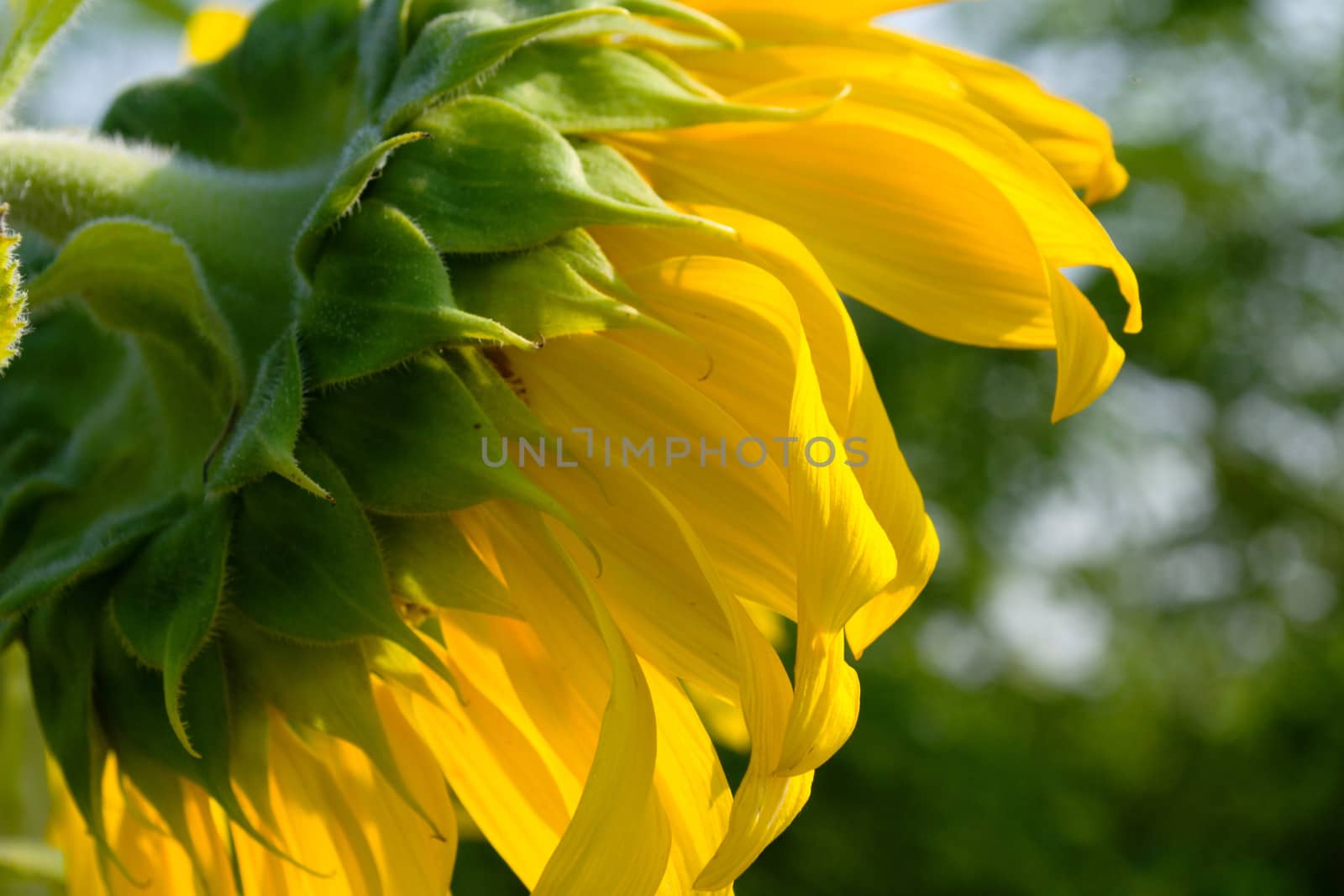 Sunflower is blossoming in the gardens .