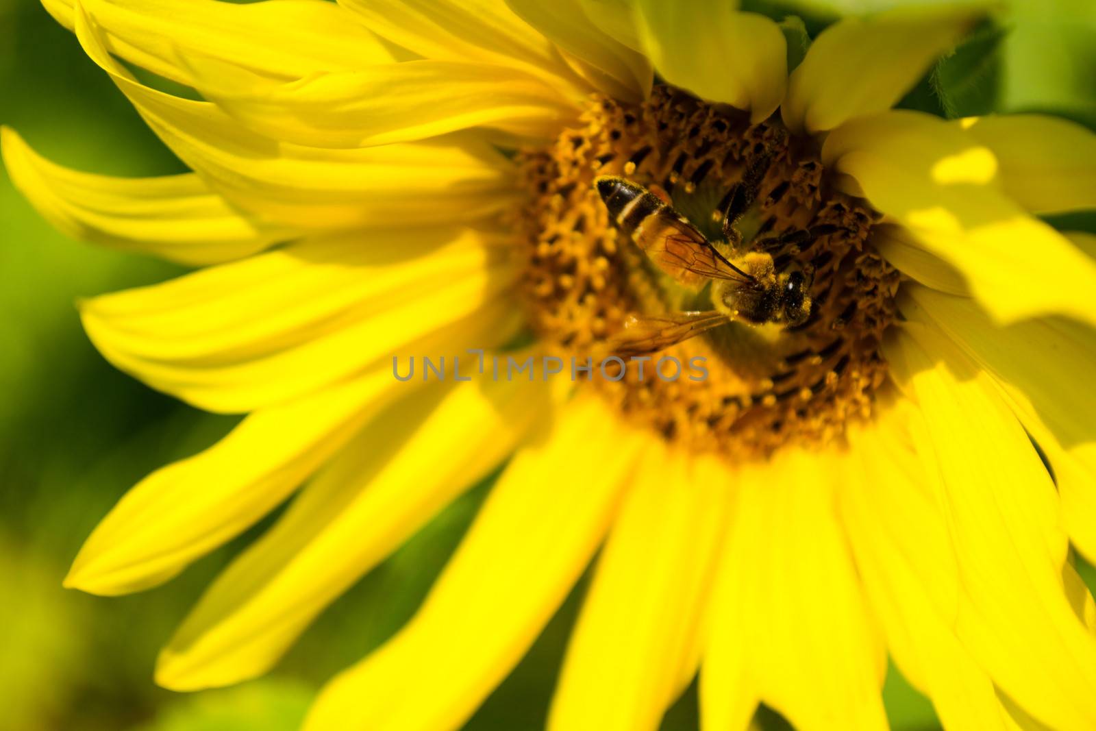 Sunflower blossoming and bee in the gardens