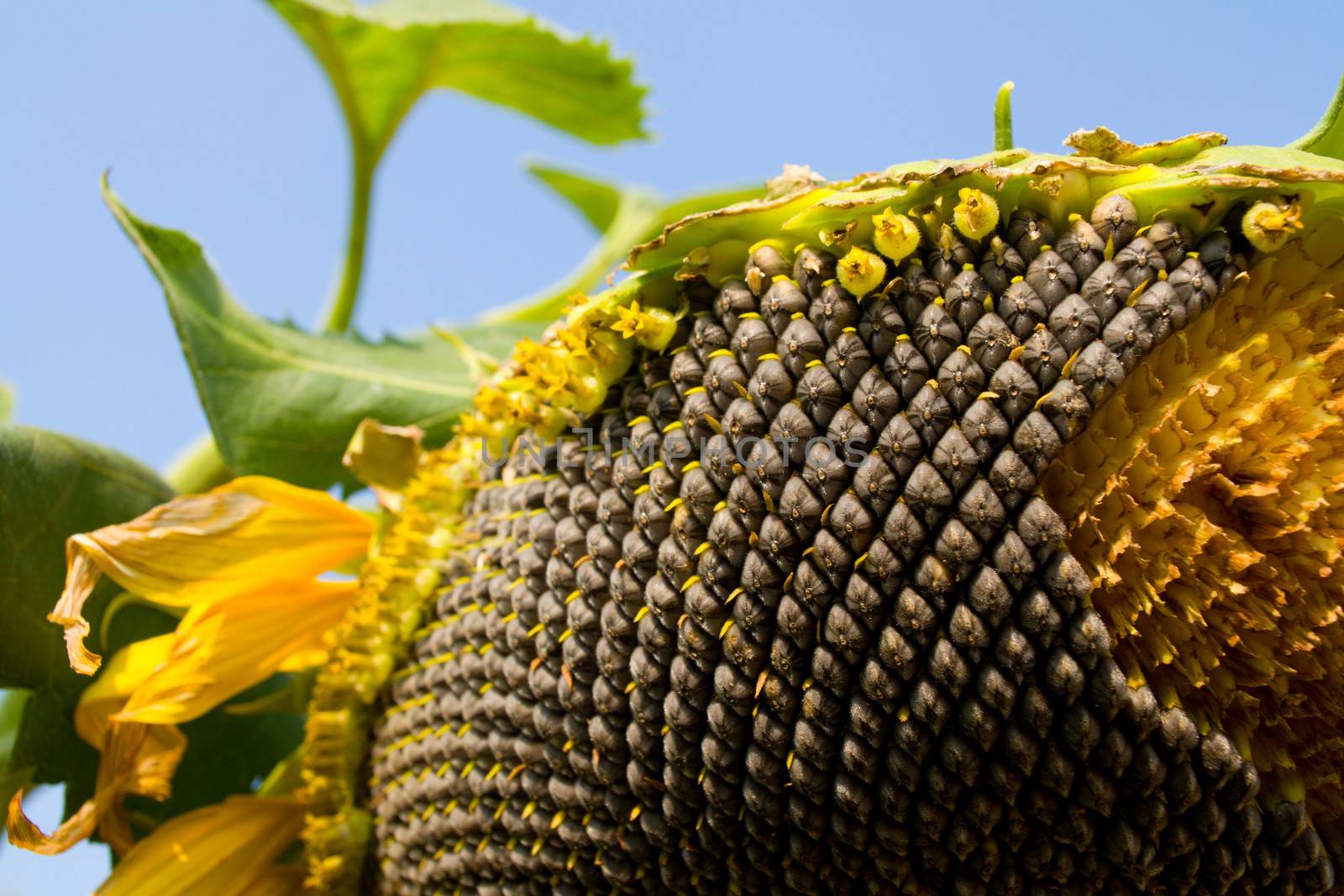 seeds of Sunflower blossoming in the gardens