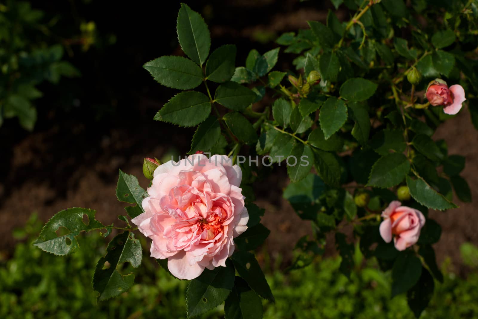 Pink big peony in the garden
