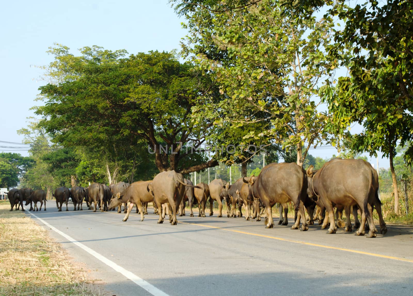 Buffalos on road by apichart