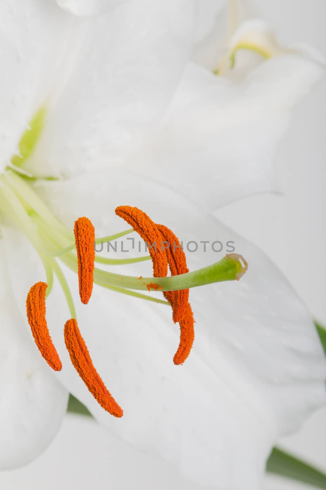 Beautiful macro shot of lilly stamen and pistil