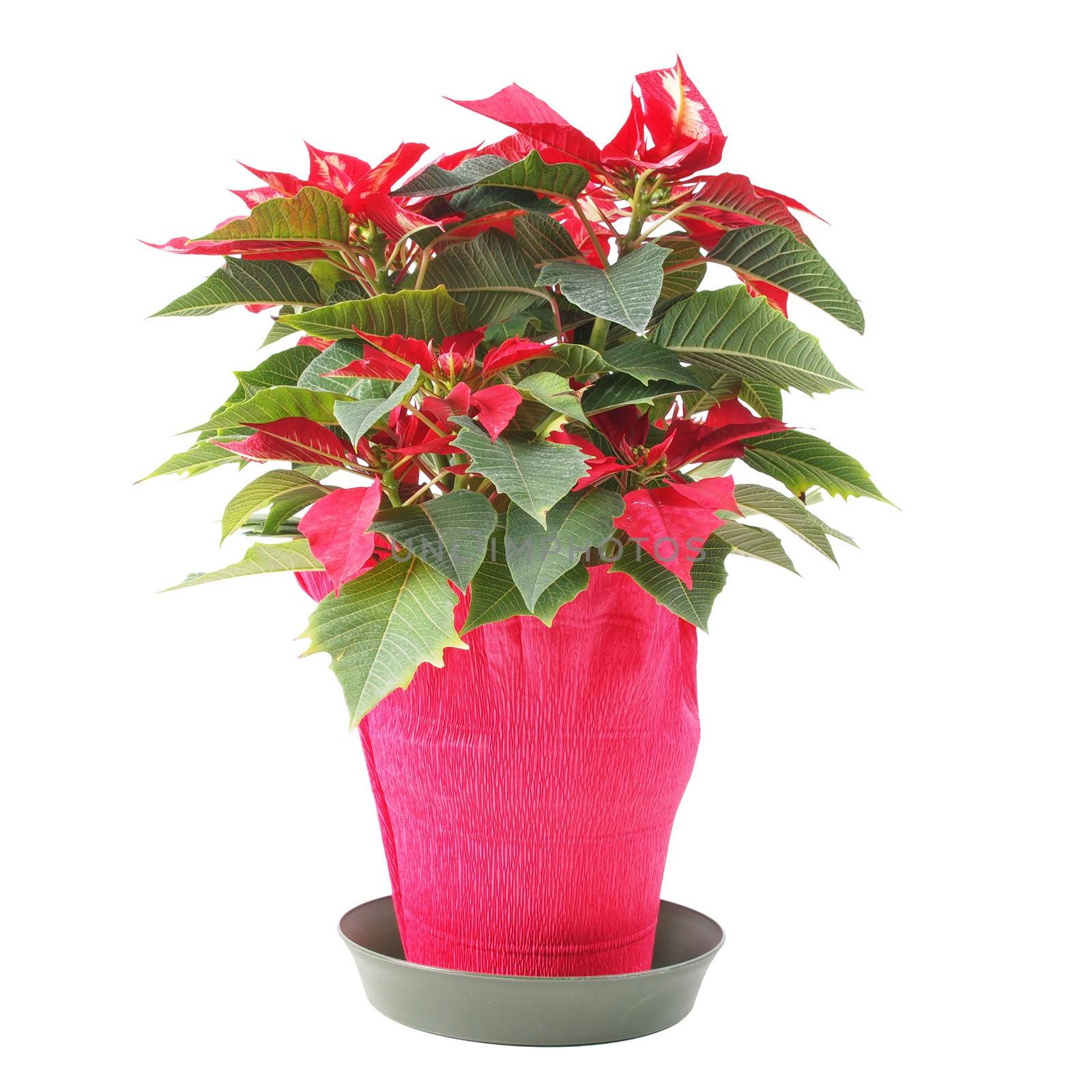 Red Christmas star Poinsettia Euphorbia pulcherrima flower