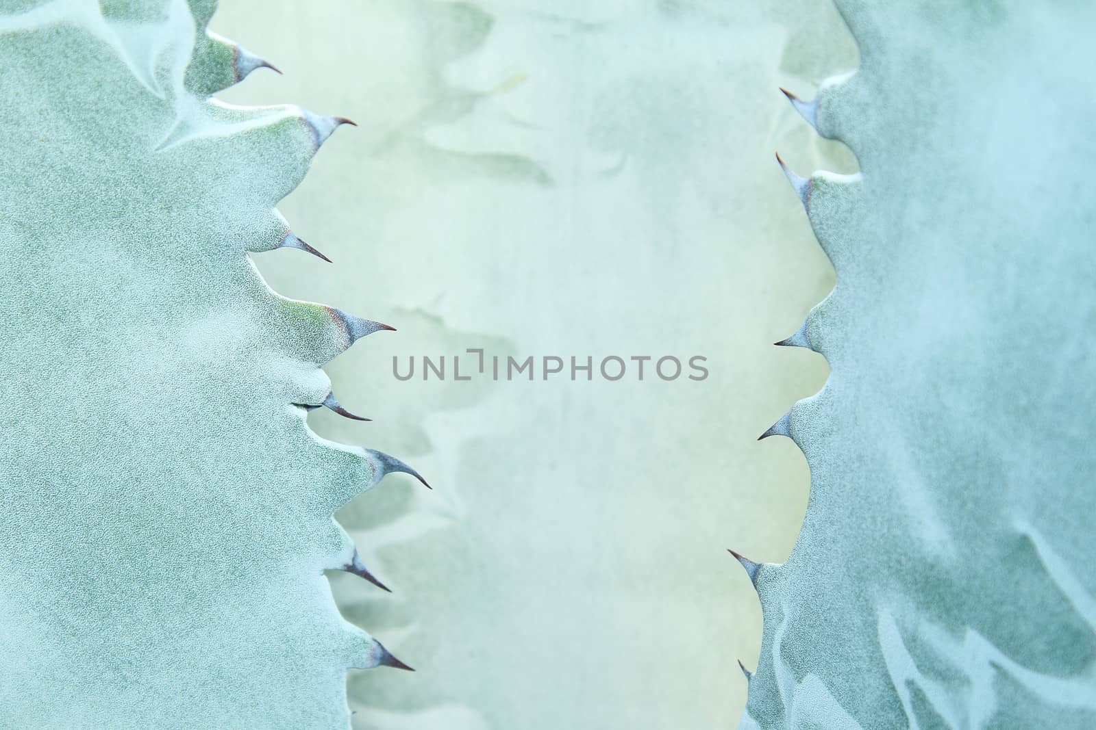 Sharp pointed agave plant leaves