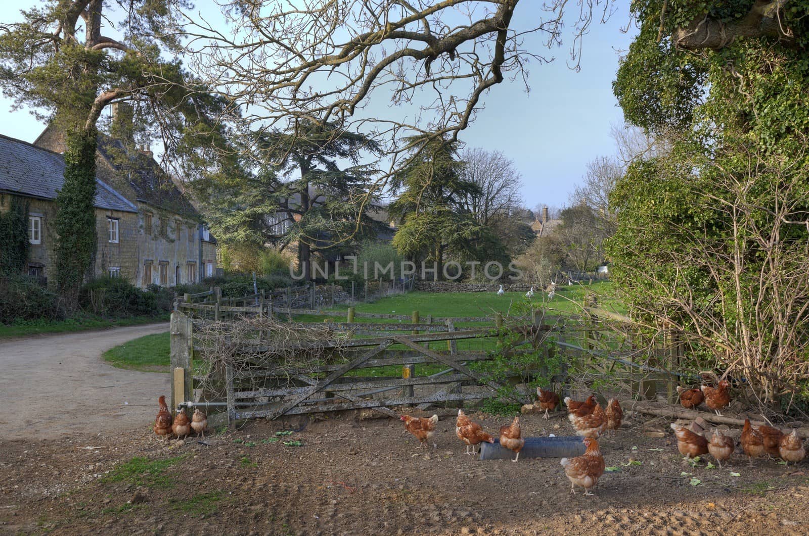English rural scene with farm, chickens and geese, Hidcote Bartrim, Gloucestershire, England.