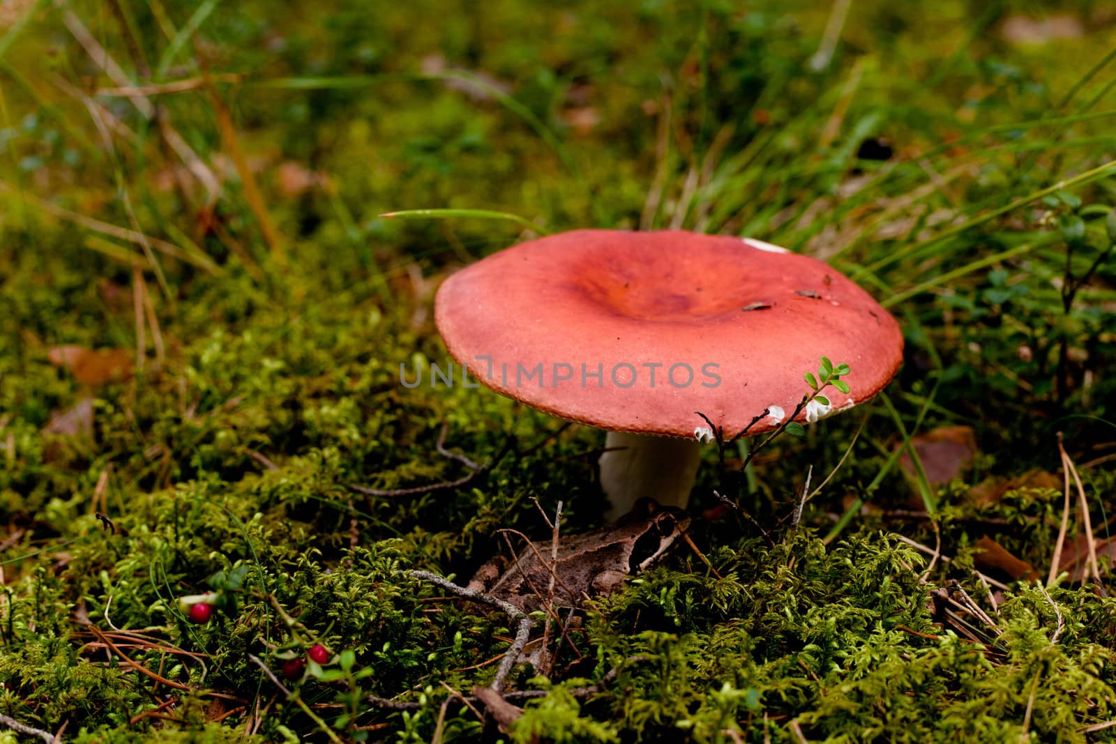 Pink mushroom in a forest
