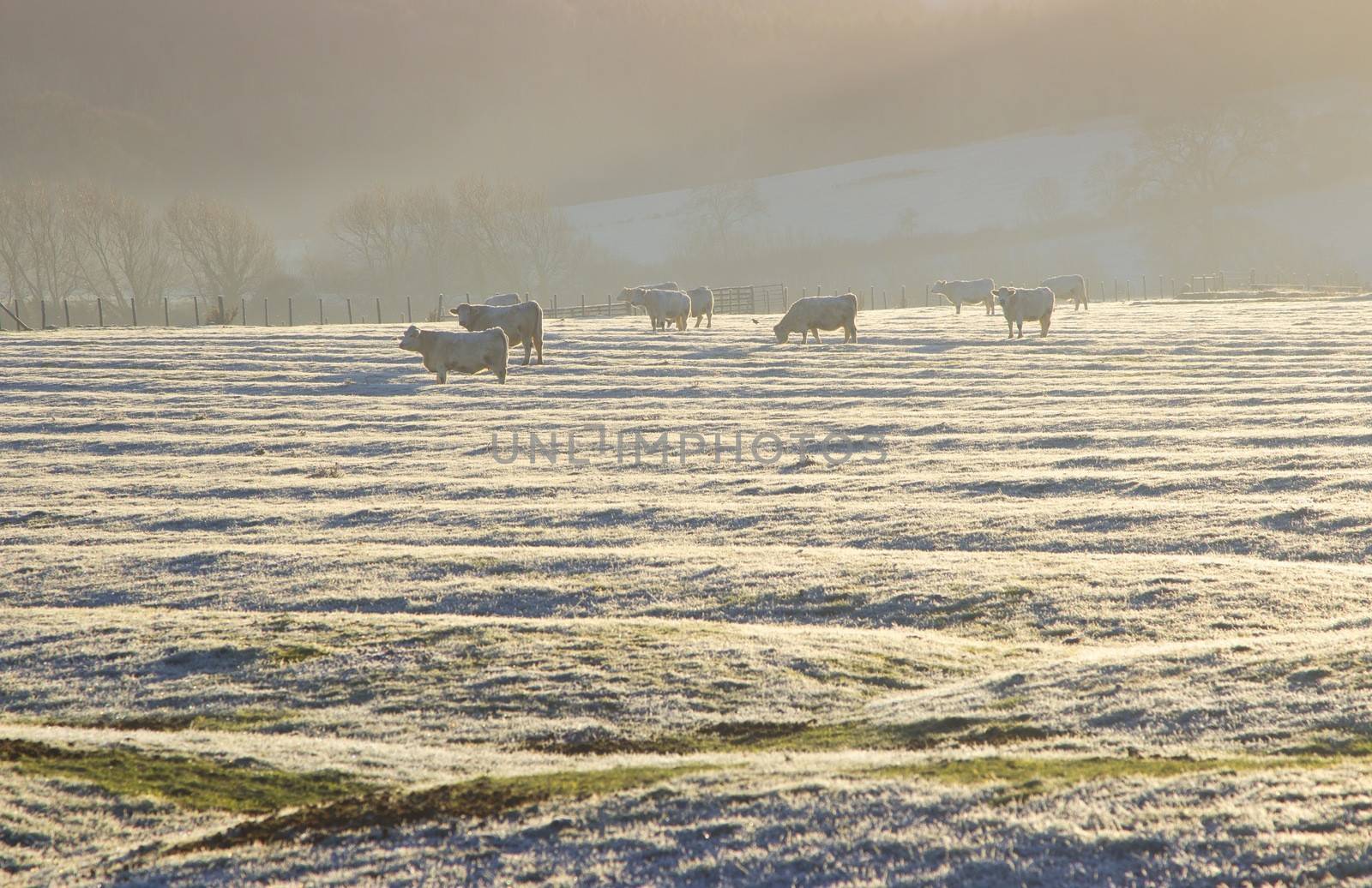 Cattle on a frosty morning in the Cotswolds, Weston Subedge near Chipping Campden, Gloucestershire, England.