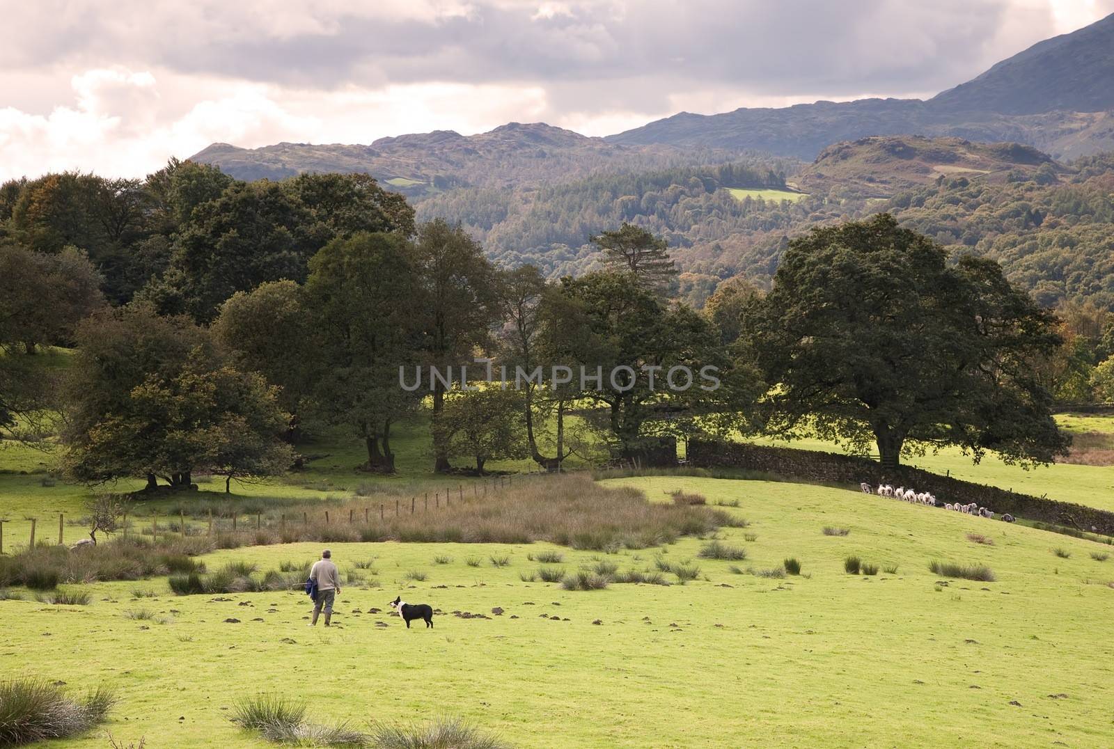 Loughrigg, Cumbria, UK ��� September 18, 2011: Shepherd with his sheep dog rounding up the flock.