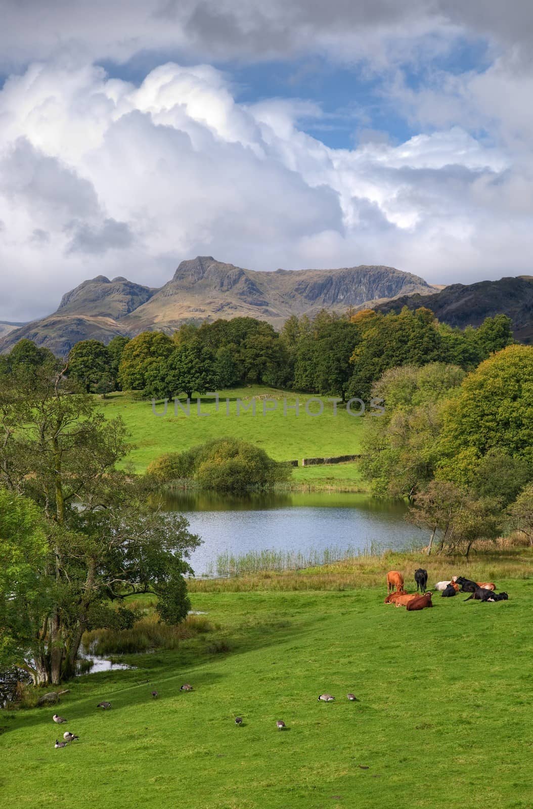 Beautiful Loughrigg Tarn with grazing cows and geese by the waters edge, Cumbria, England.