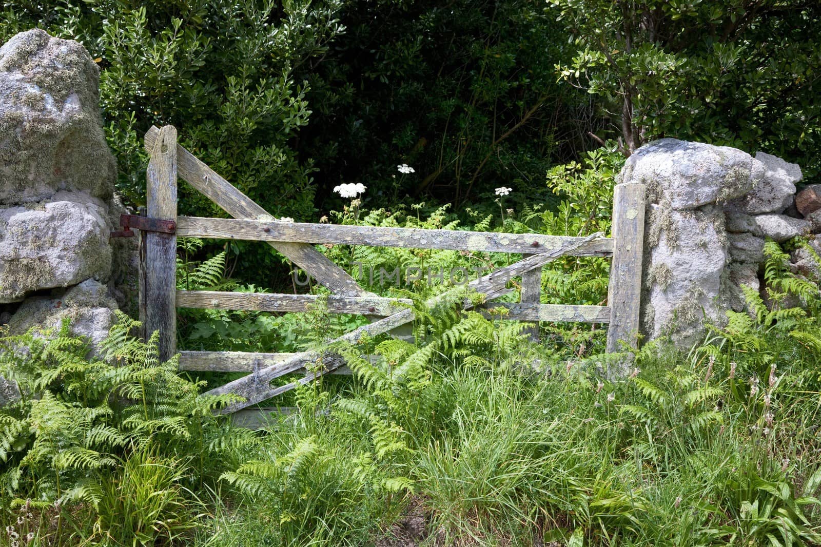 Lichen covered farm gate surrounded by bracken, St Agnes, Isles of Scilly, Cornwall, England.