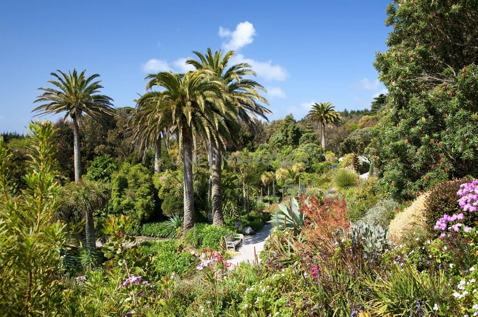 The tropical gardens on Tresco, Isles of Scilly, Cornwall, England.