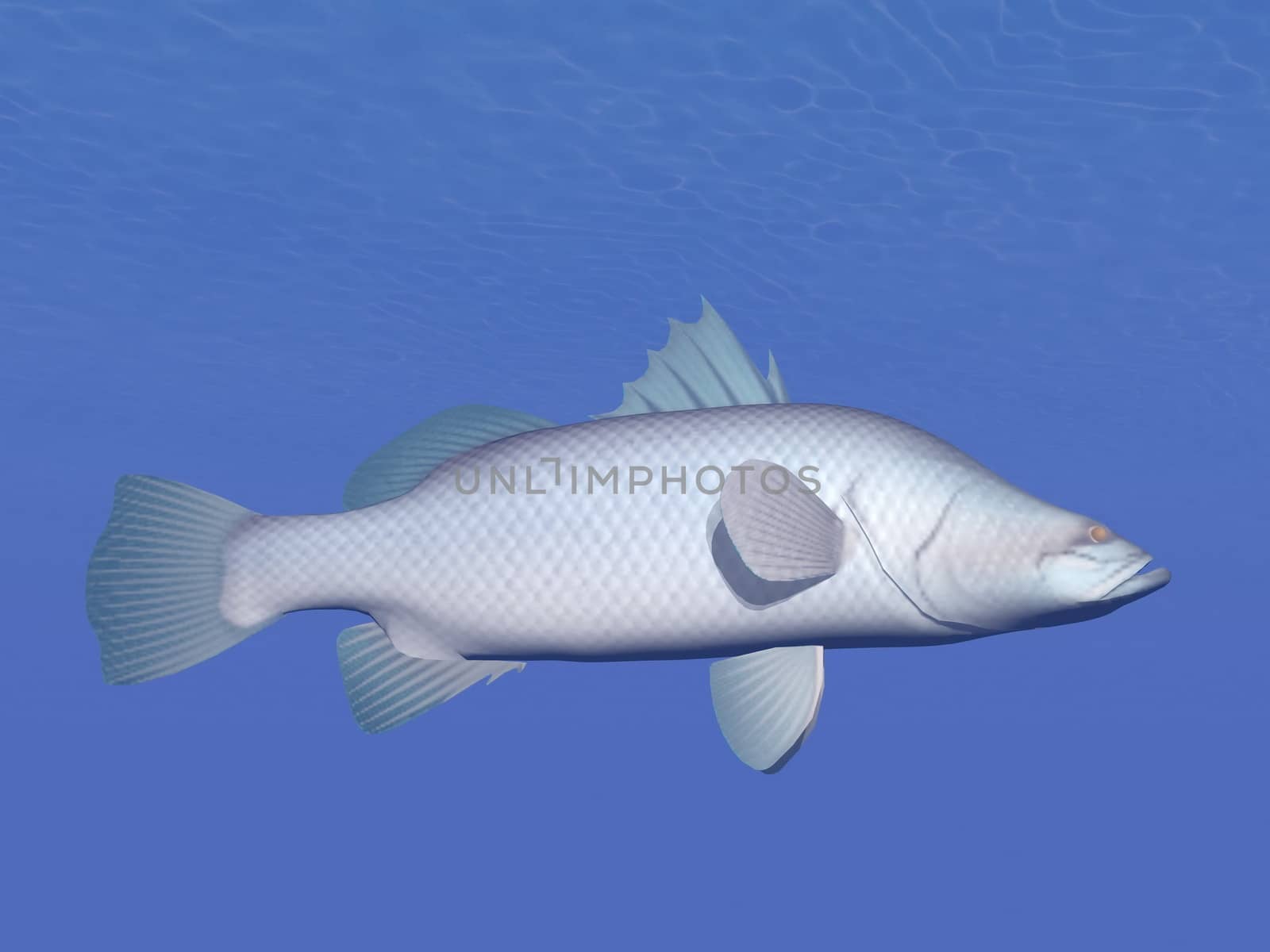 Barramundi fish underwater - 3D render by Elenaphotos21