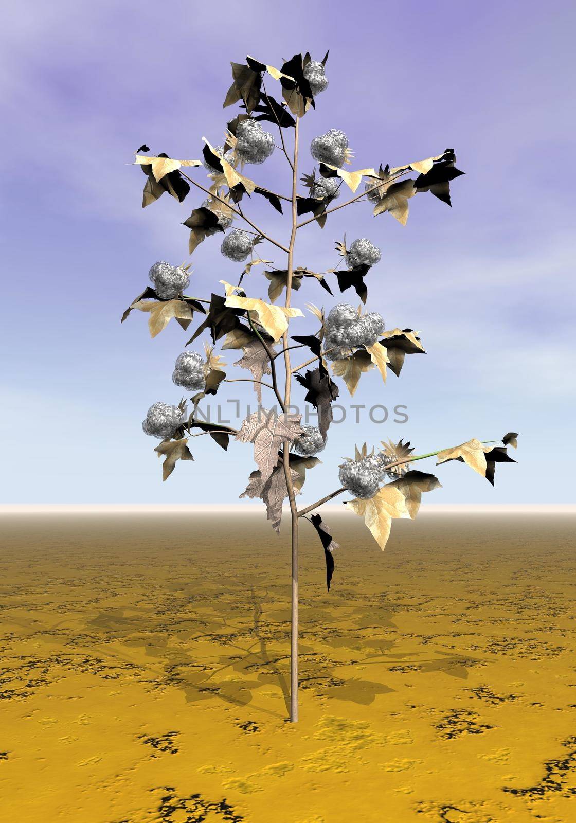 Mature cotton plant - 3D render by Elenaphotos21
