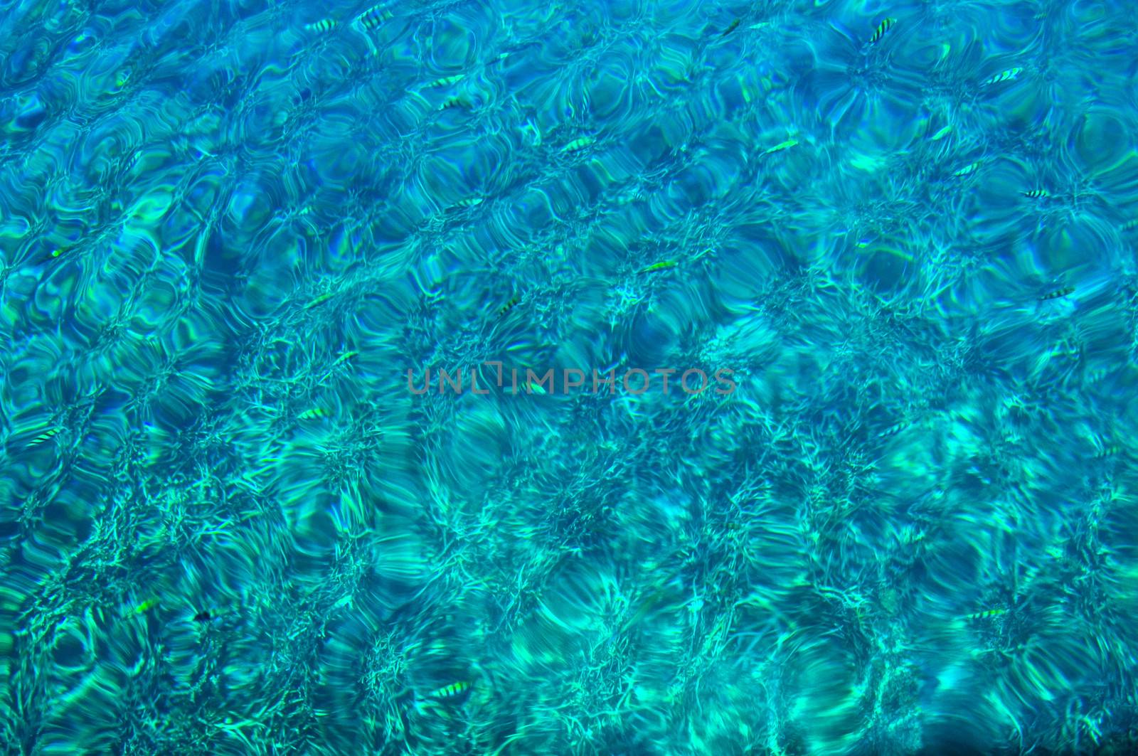 Fish in water in Koh Tao, Thailand, Asia.
