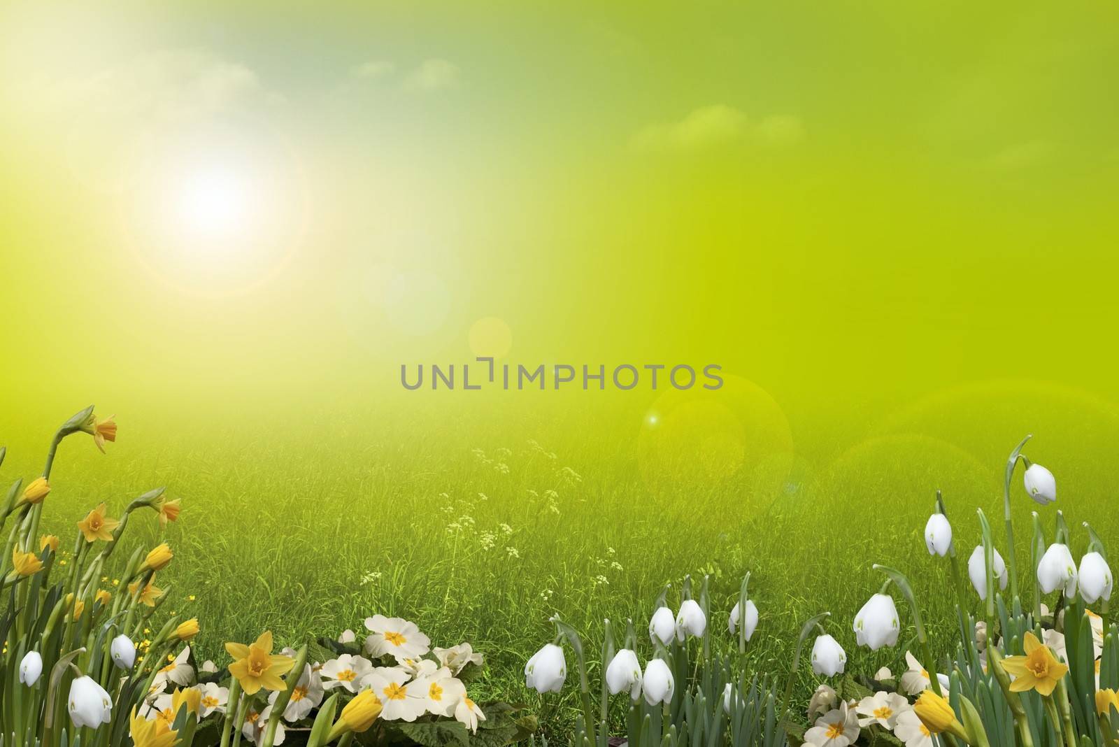 Lime green and yellow spring background with space for copy, flowers include daffodil, primrose and snowdrops.