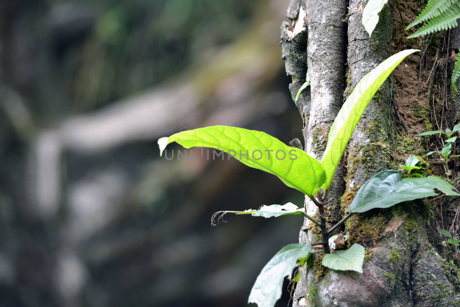 The Green Leaf