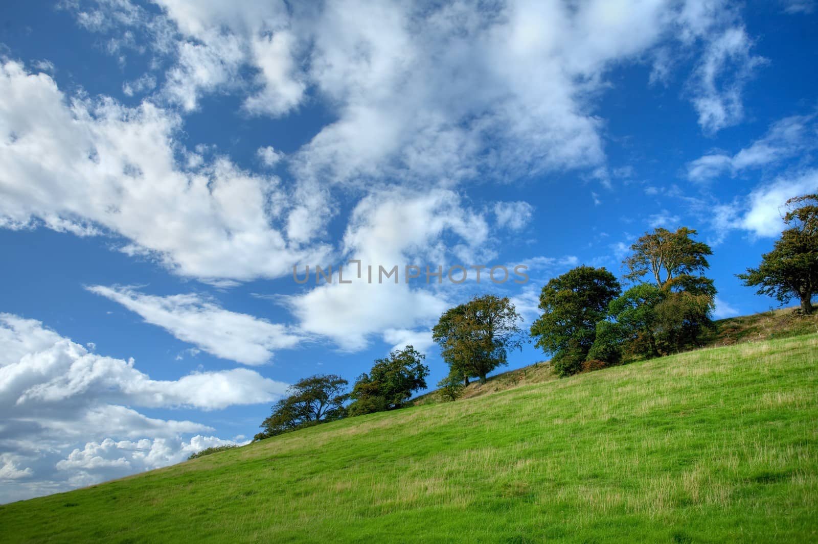Trees on Cotswold hillside by andrewroland