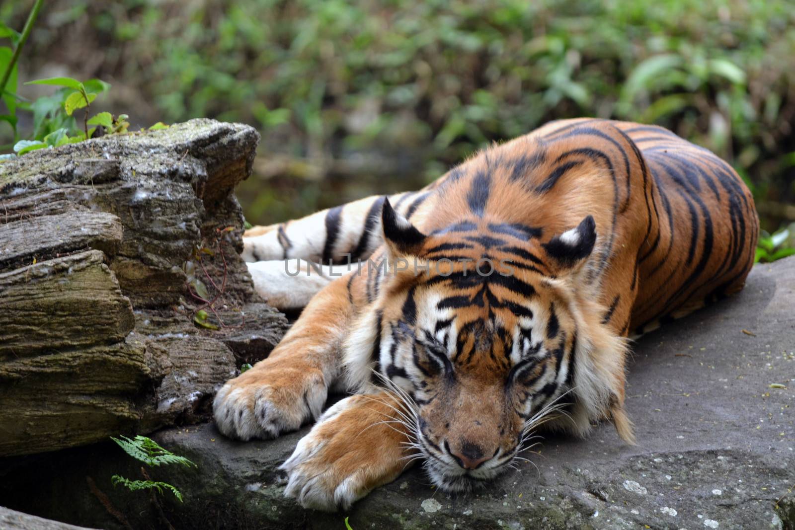 Sleeping Tiger by bad_eleven