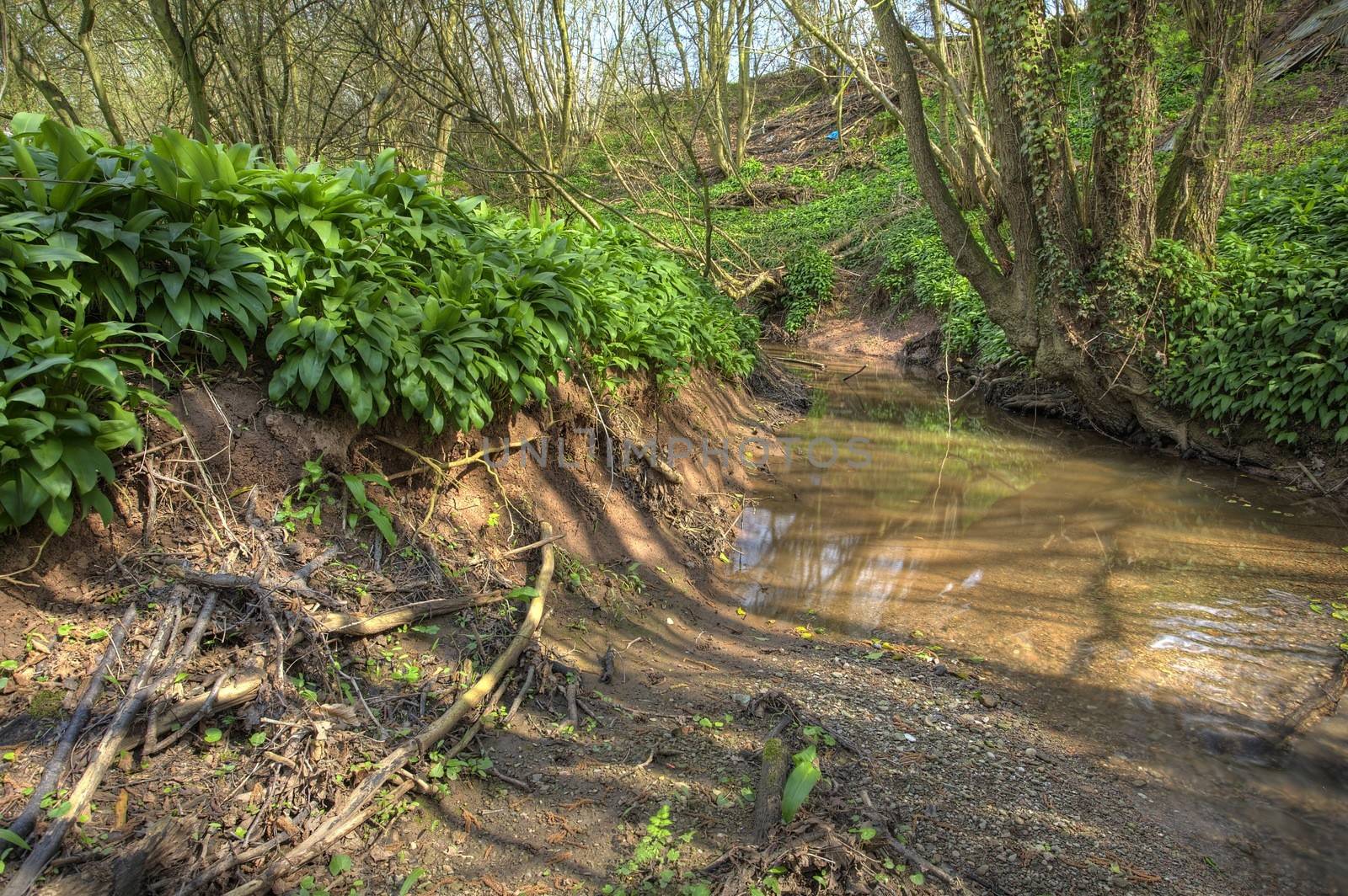 Small river with muddy bank and Ramsons, Worcestershire, England.