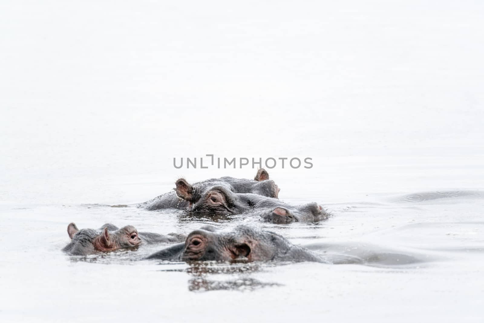 Herd of hippo (Hippopotamus amphibius kiboko) in water, Naivasha National Park, Kenya