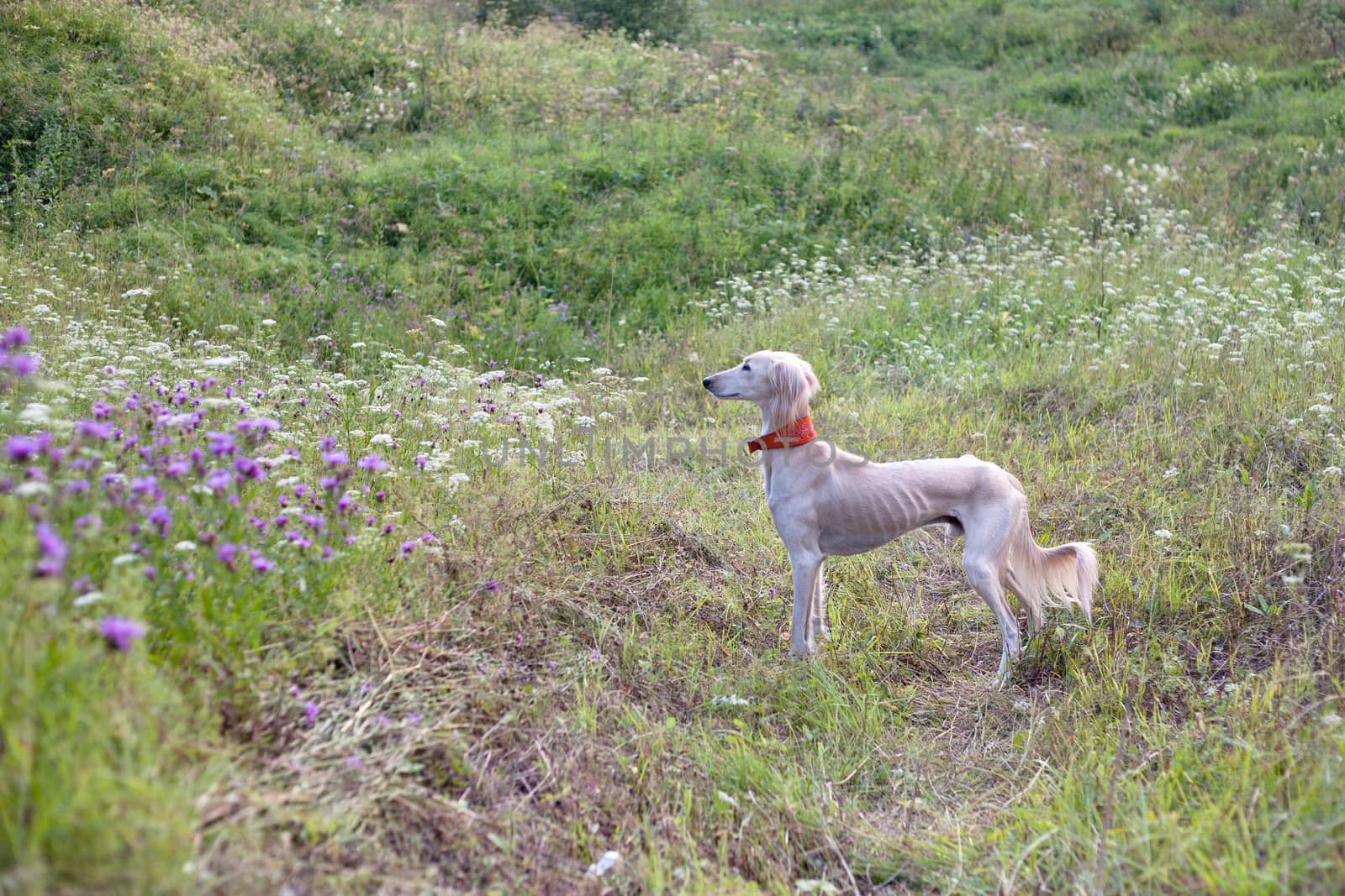 Standing white saluki in green grass
