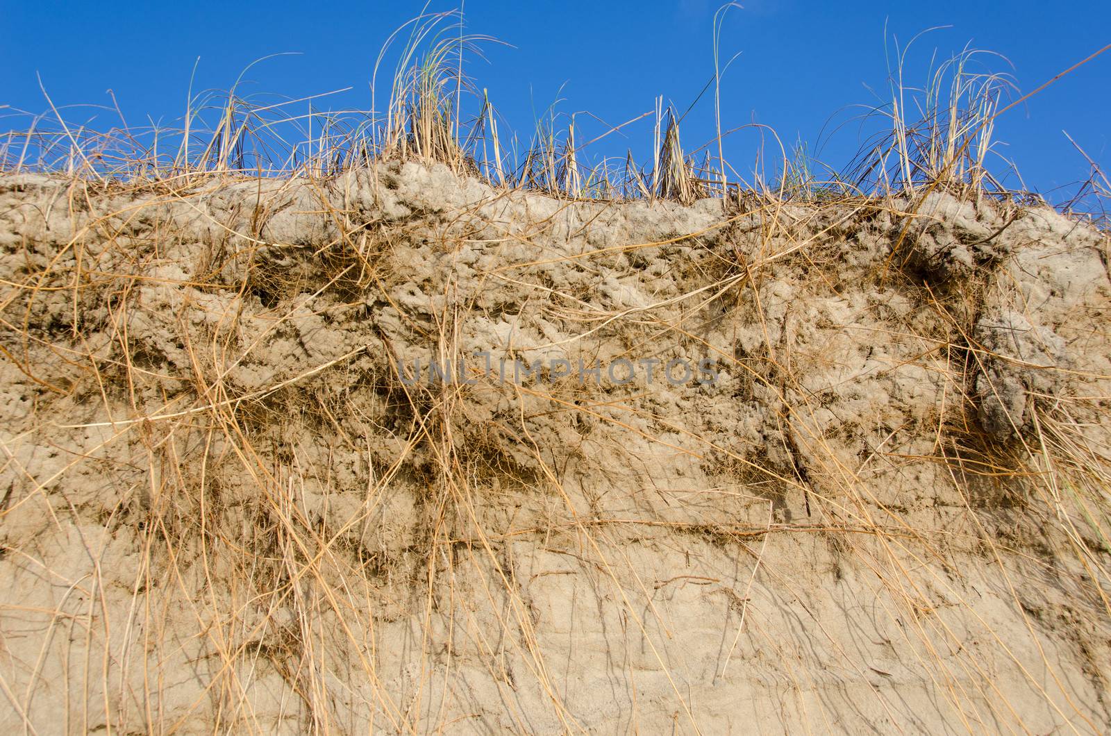 Marram Grass, Ammophila and their root system as seen from below