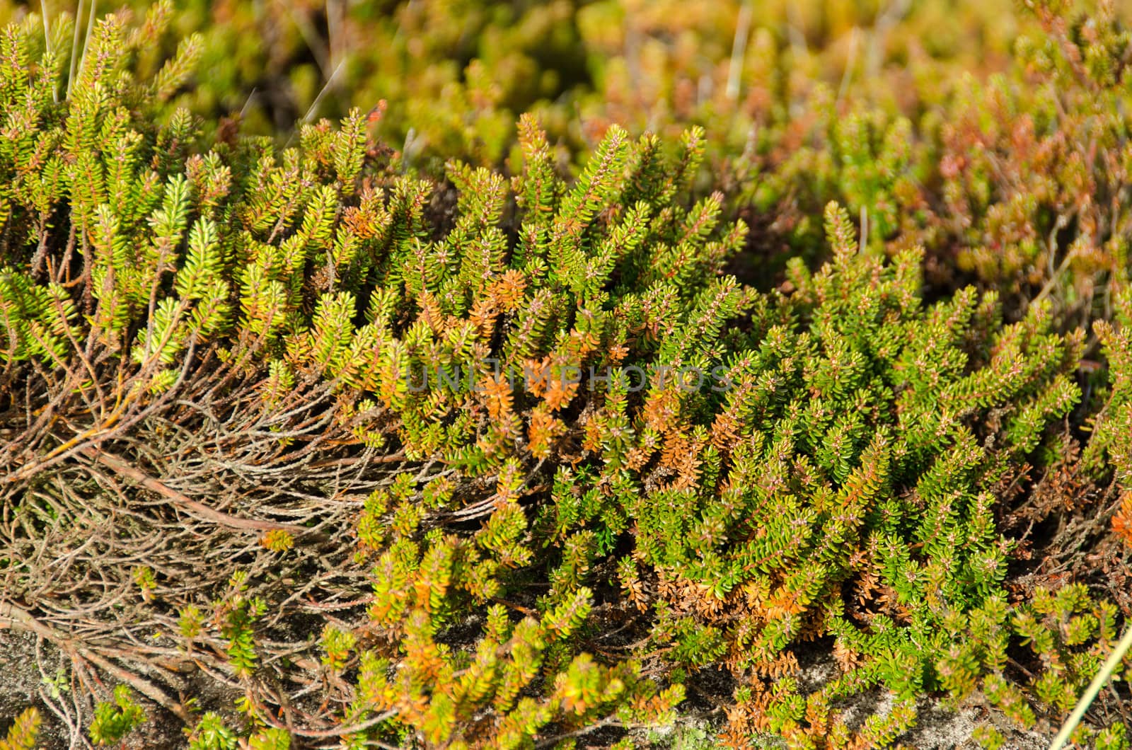 Coastal landscape with typical empetrum or crowberry plants