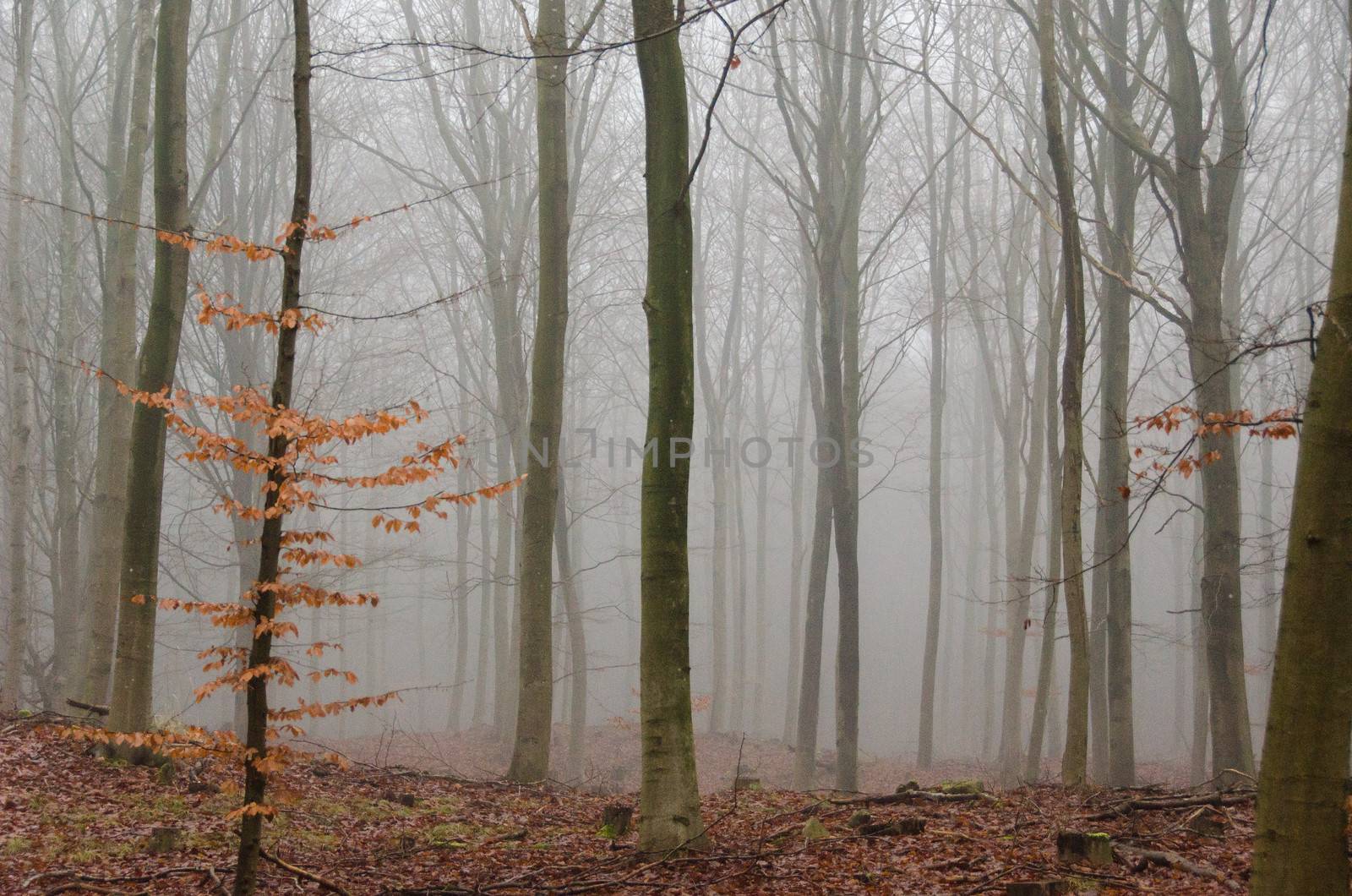 fog in a beech forest in winter without snow and leaves