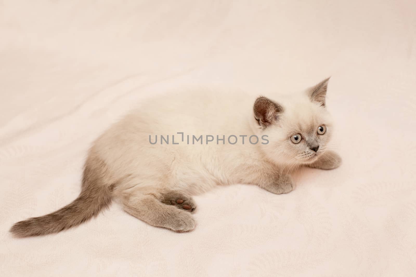 White kitten on pink background
