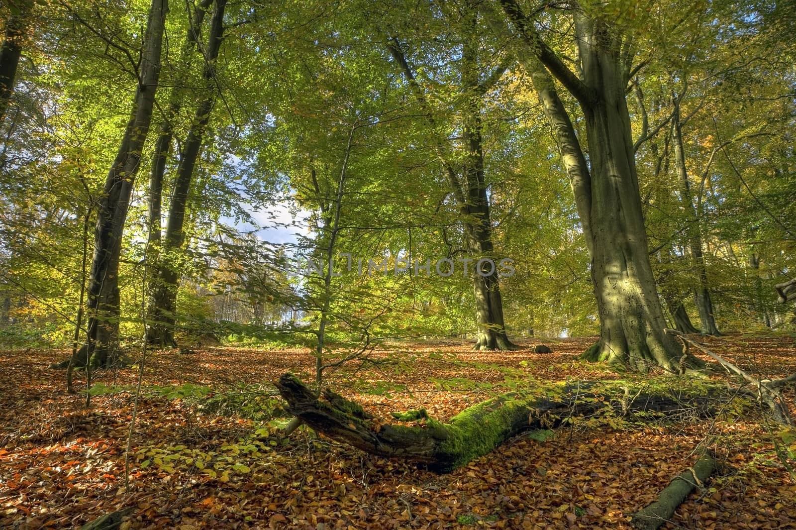 Beech wood in autumn, Worcestershire, England.