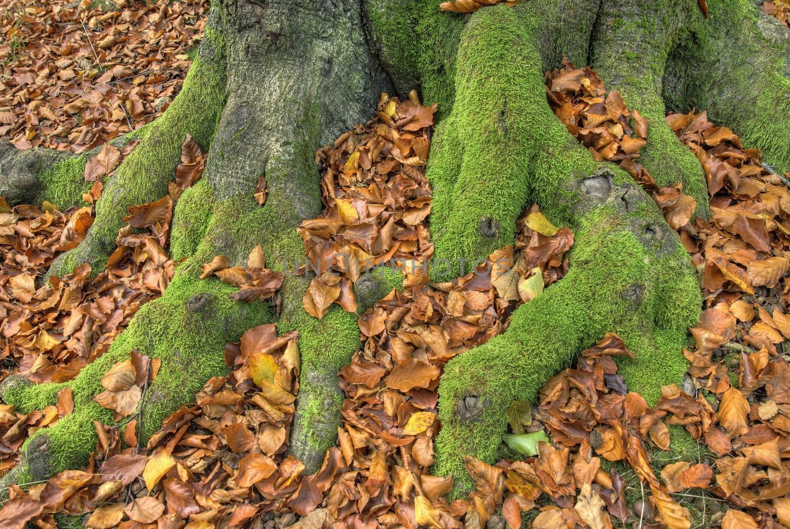 Moss covered beech tree roots surrounded by orange beech leaves.