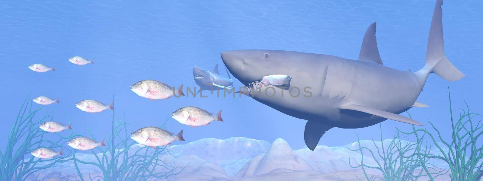 Two sharks swimming into deep blue underwater and following fishes to eat