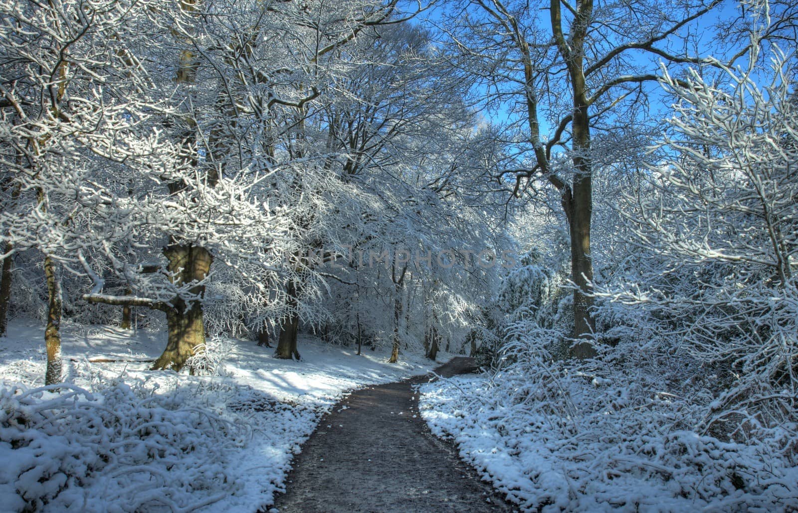 Path leading through a snow covered deciduous woodland, Worcestershire, England.
