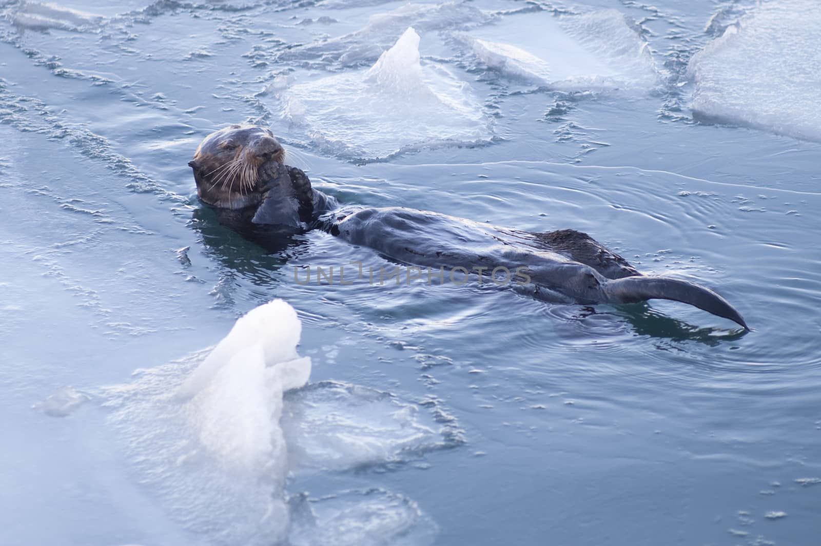 A sea otter floats on hi back after a dive to break open shells found on the bay bottom