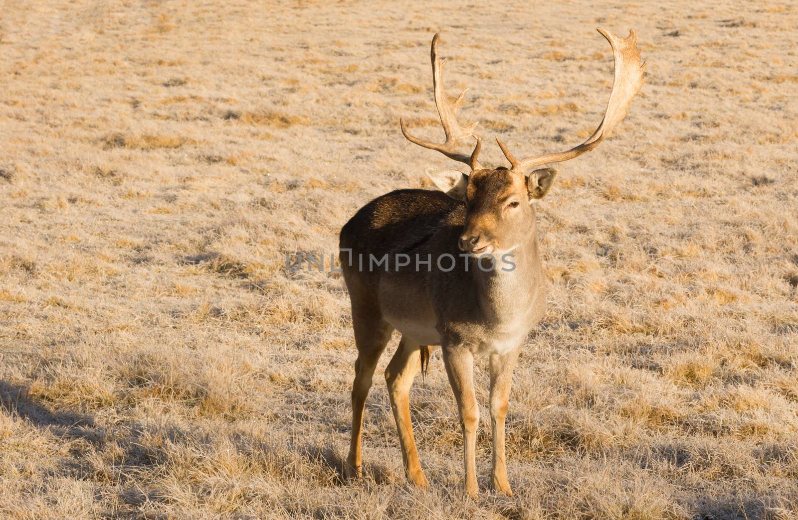 A young male Deer stays close to engage with photographer
