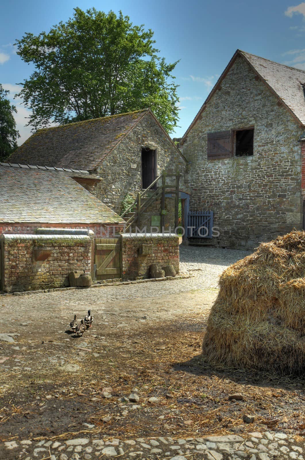 Traditional English farmyard with ducks and muck heap.