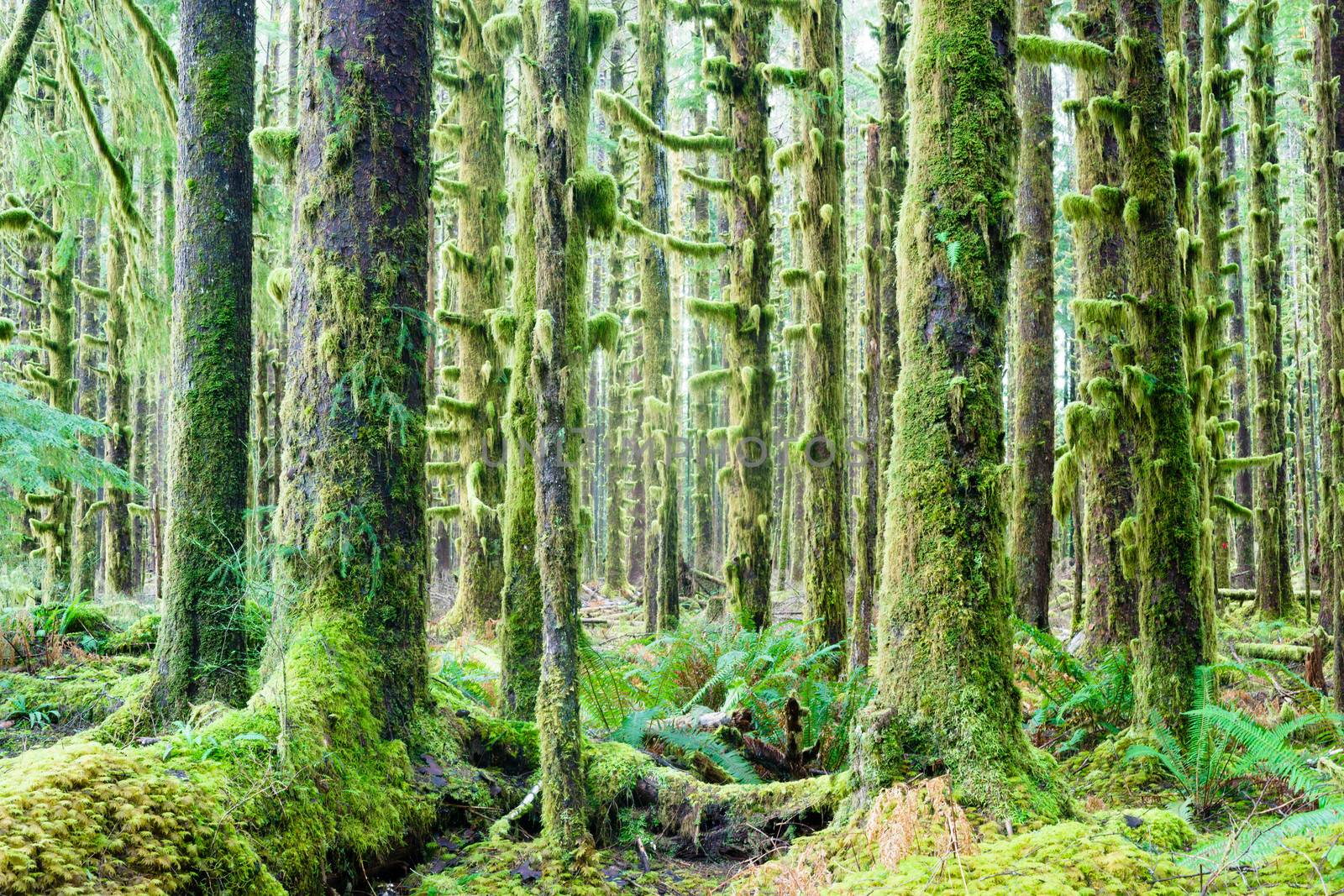 Trees growing in a tight pattern in a dense moss covered forest