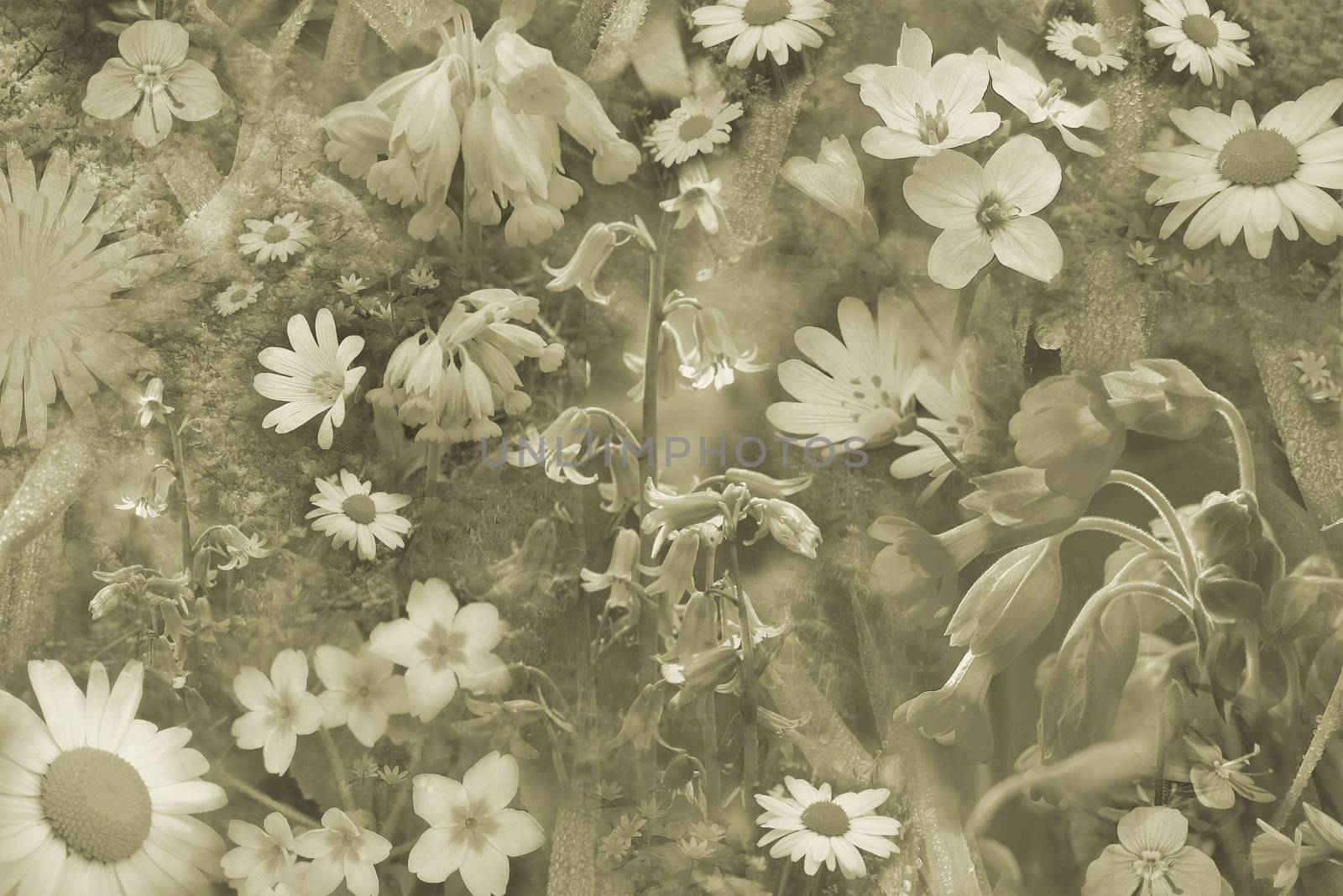 Pretty wild flowers montage in sepia.