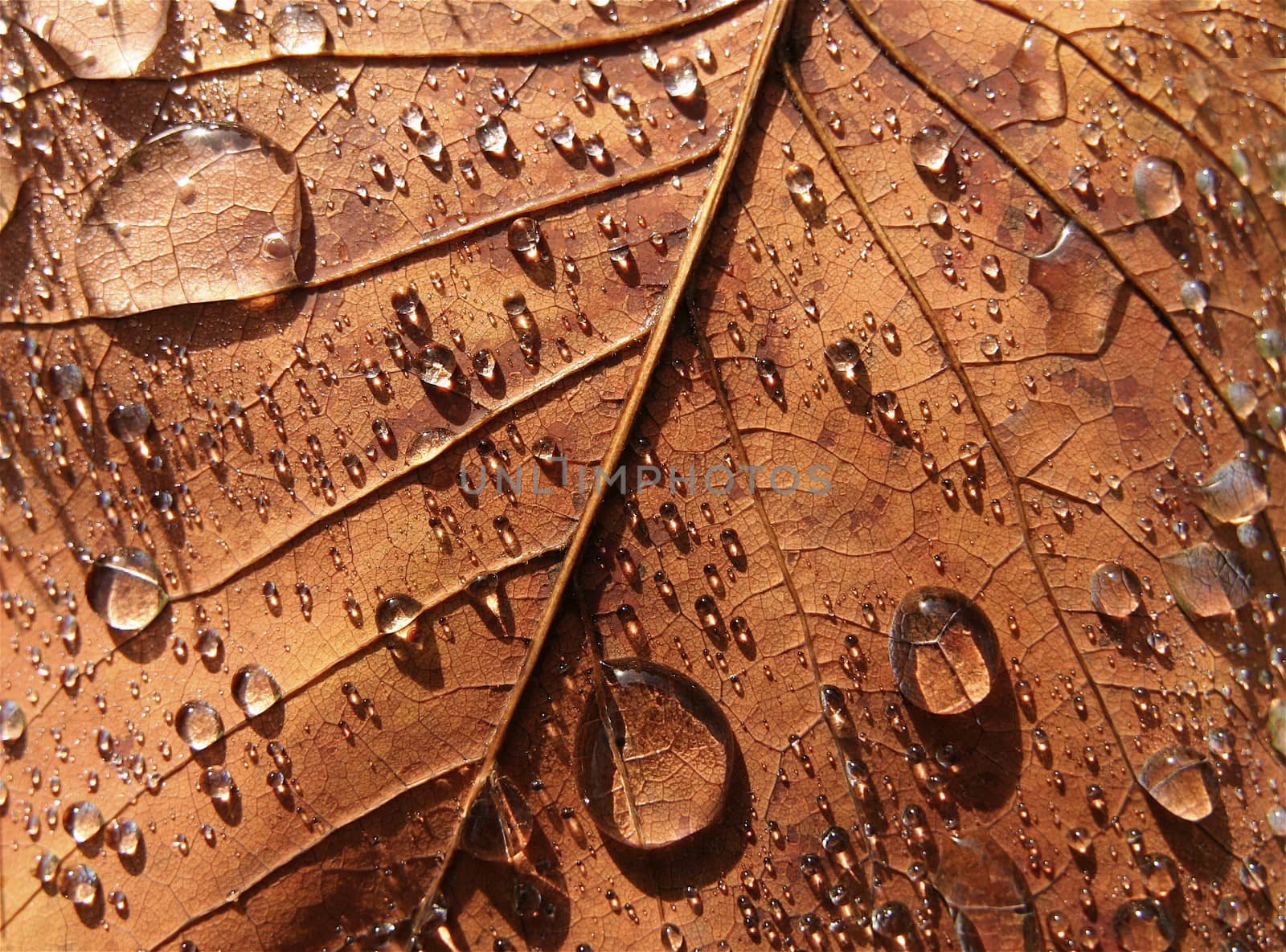 Close-up view of maple leaf with morning dew drops.